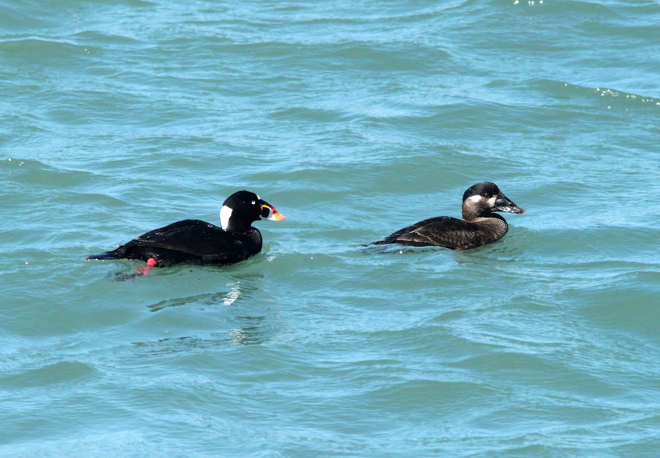 053 - SURF SCOTER (3-22-10) morro bay, ca