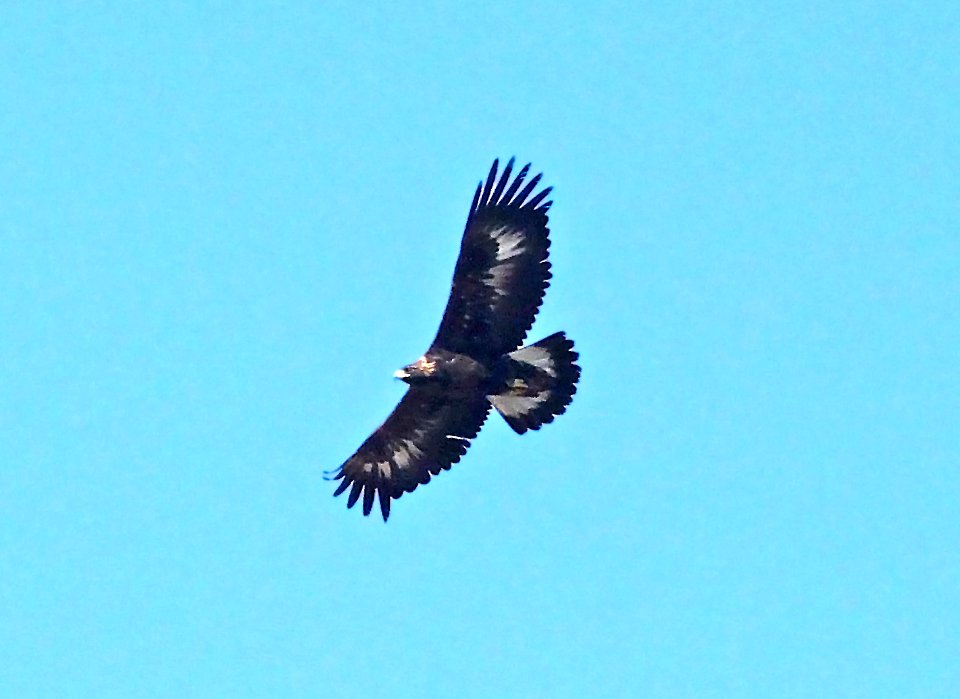 233 - GOLDEN EAGLE (11-7-09) carrizo plain, slo co, ca