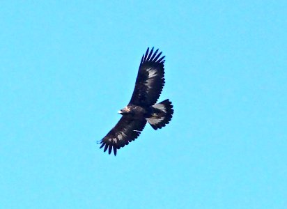 233 - GOLDEN EAGLE (11-7-09) carrizo plain, slo co, ca