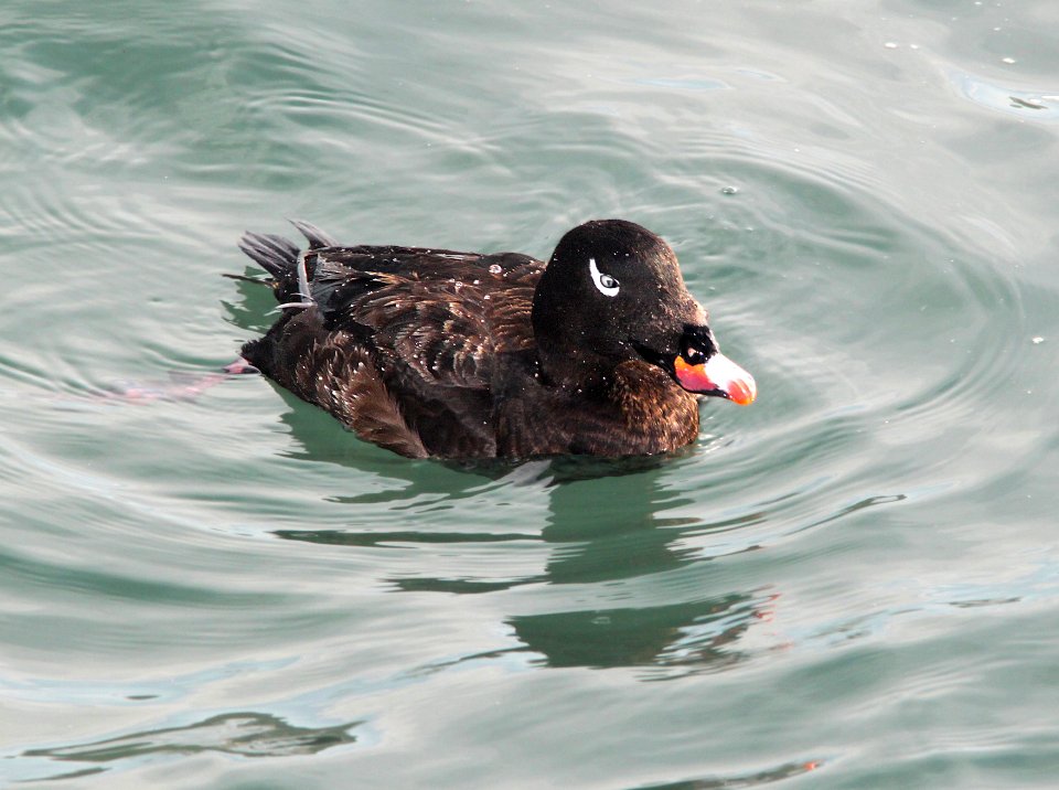 054 - WHITE-WINGED SCOTER (12-17-11) moss landing, ca  (4)