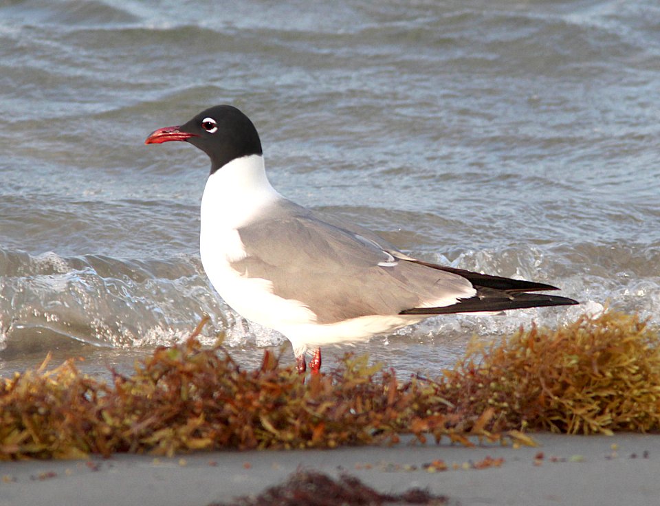 354 - LAUGHING GULL (4-20-12) south padre island, tx  (1)