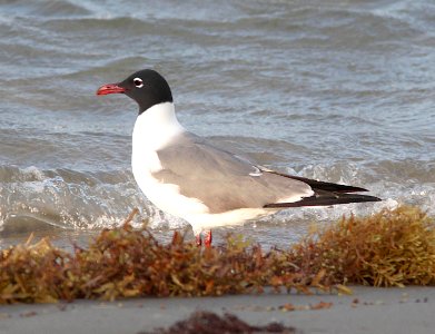 354 - LAUGHING GULL (4-20-12) south padre island, tx  (1)