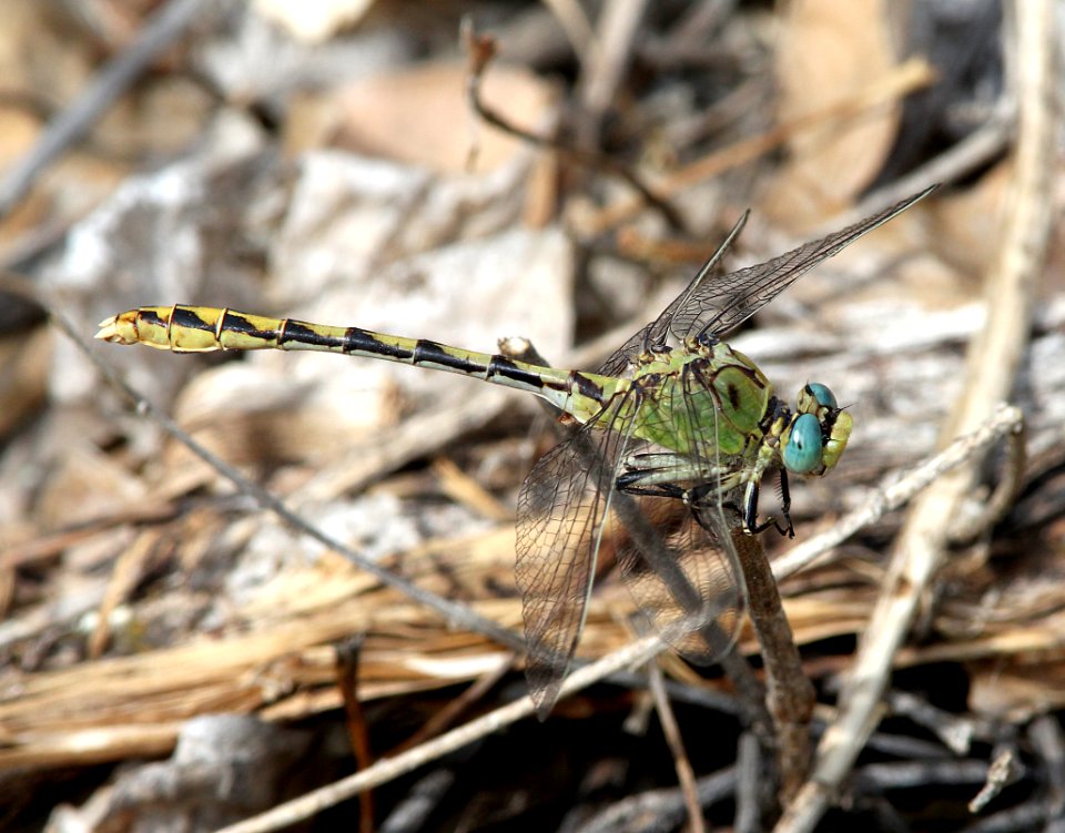 PALE SNAKETAIL (Ophiogomphys severus) (6-11-13) animas-berg park, farmington, san juan co, nm  (1)