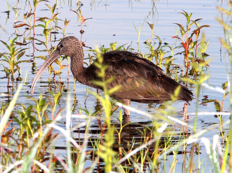 199 - GLOSSY IBIS (2-27-13)  myakka state park, manatee co, fl  (1)