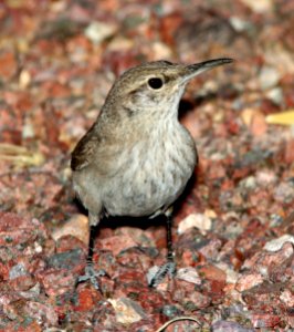 690 - ROCK WREN (3-30-11) 78 circulo montana, patagonia lake ranch estates, scc, az - (3)