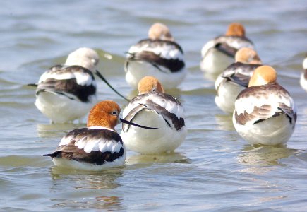 275 -  AMERICAN AVOCET (3-25-09) morro bay, slo co, ca (3)