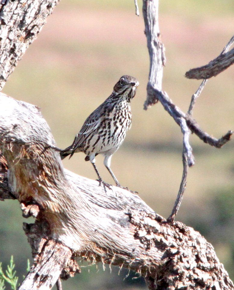 763 - SAGE THRASHER (10-1-11) san rafael grasslands, scc, az - (1)