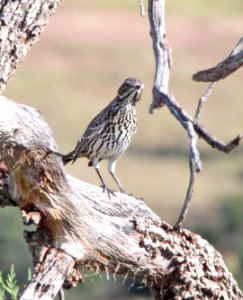 763 - SAGE THRASHER (10-1-11) san rafael grasslands, scc, az - (1)