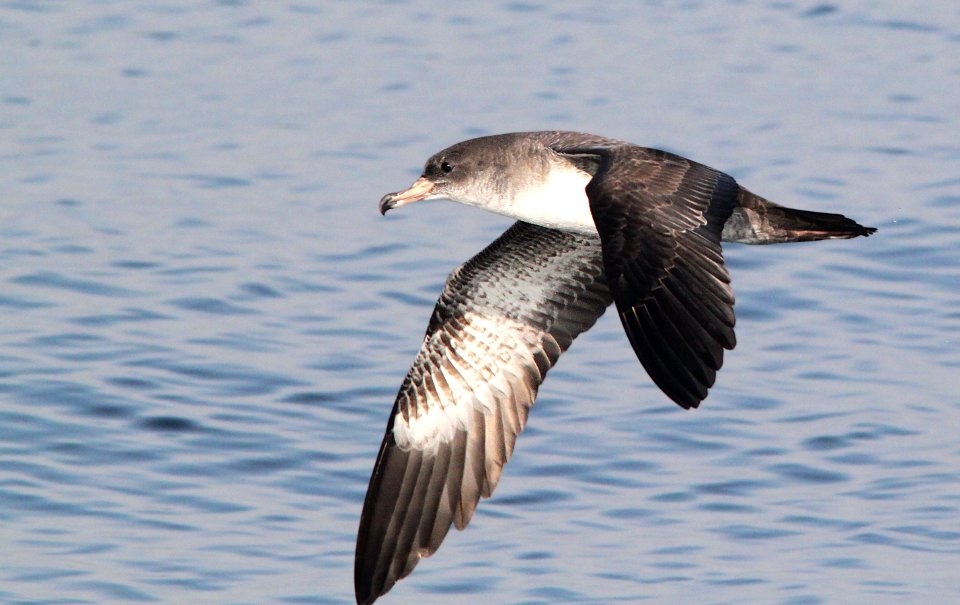 129 - PINK-FOOTED SHEARWATER (9-27-09) monterey, ca  (6)