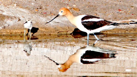 275 -  AMERICAN AVOCET (5-1-10) adult alarmed over chicks, carrizo plain nat mon , slo co, ca  (9)