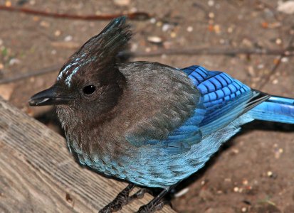 638 - STELLER'S JAY (5-6-09) canet rd, slo co, ca (1)