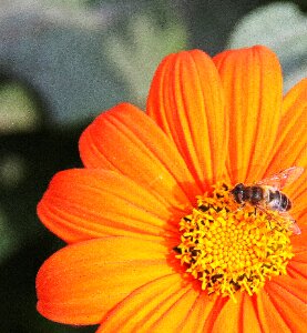 Flower insect orange