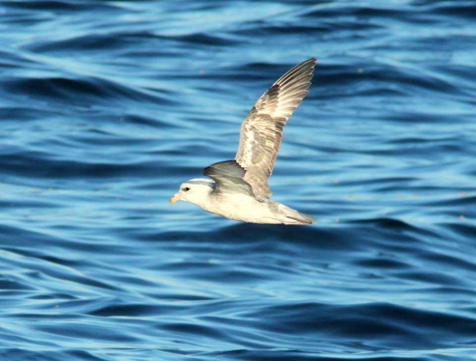 111 - NORTHERN FULMAR (11-15-09 santa barbara co, ca (11)