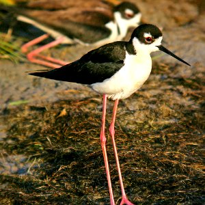 274 - BLACK-NECKED STILT (6-9-07) cholame v wetlands, slo co, ca  (4)