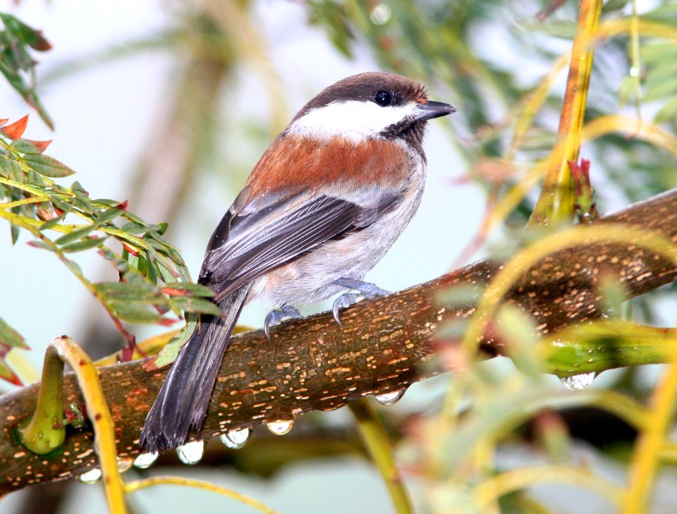 CHICKADEE, CHESTNUT-BACKED (4-2-08) canet -05 photo