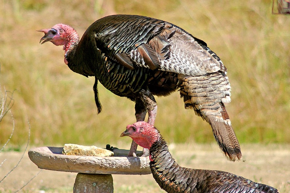 089 - WILD TURKEY (6-2-06) canet rd, sloco, ca