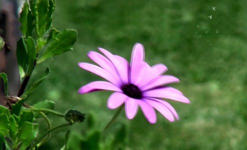 Pink daisy photo