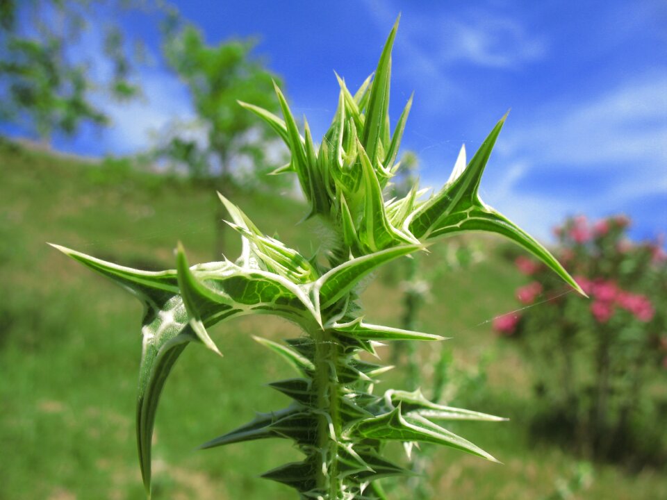 Cotton thistle plant ansarina