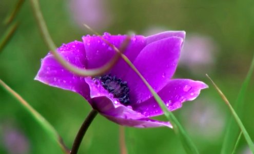 Purple poppy photo
