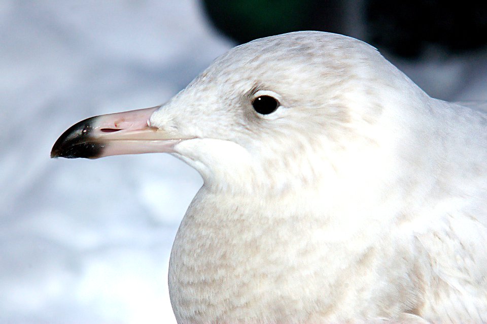 371 - GLAUCOUS GULL (2-6-07)-adult, quidi vidi lake, st john's, newfoundland (2)
