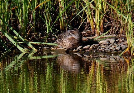 038 - BAIKAL TEAL (9-06) attu, ak