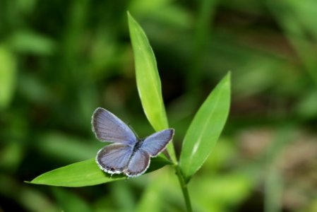 Eastern tailed blue photo