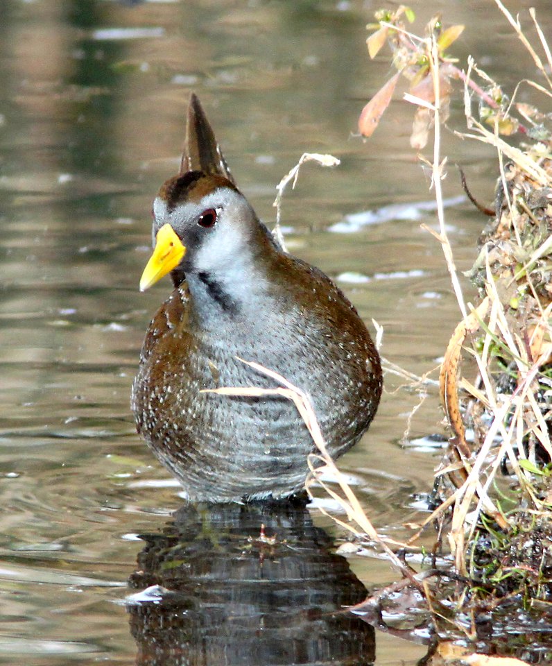 240 - SORA (12-4-10) patagonia lake, scc, az  (3)