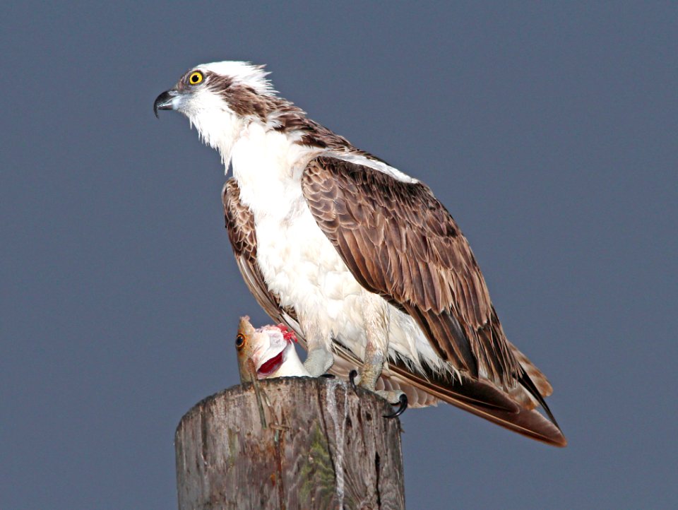 205 - OSPREY (3-8-13) key west, monroe co, fl  (1)