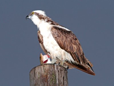 205 - OSPREY (3-8-13) key west, monroe co, fl  (1)