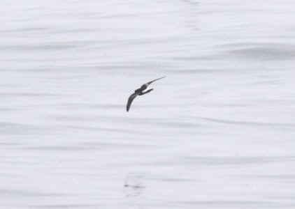 141 - WILSON'S STORM-PETREL (9-5-09) off bodega bay, ca