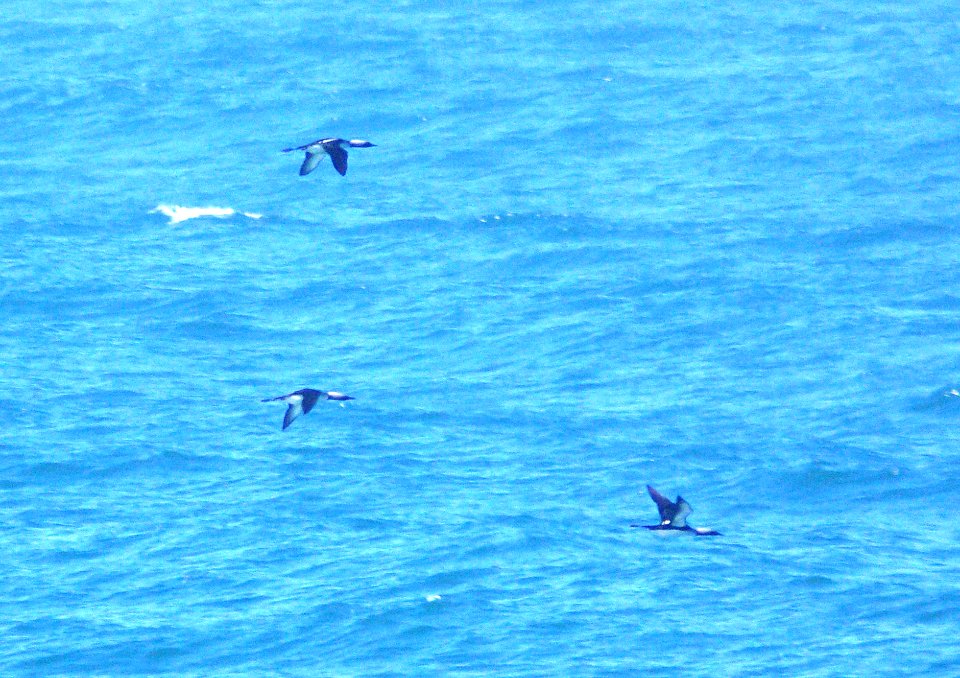 092 - PACIFIC LOON (5-9-09) san simeon, sloco, ca (3)