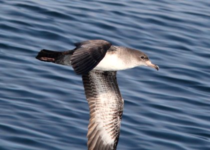 129 - PINK-FOOTED SHEARWATER (9-27-09) monterey, ca  (4)