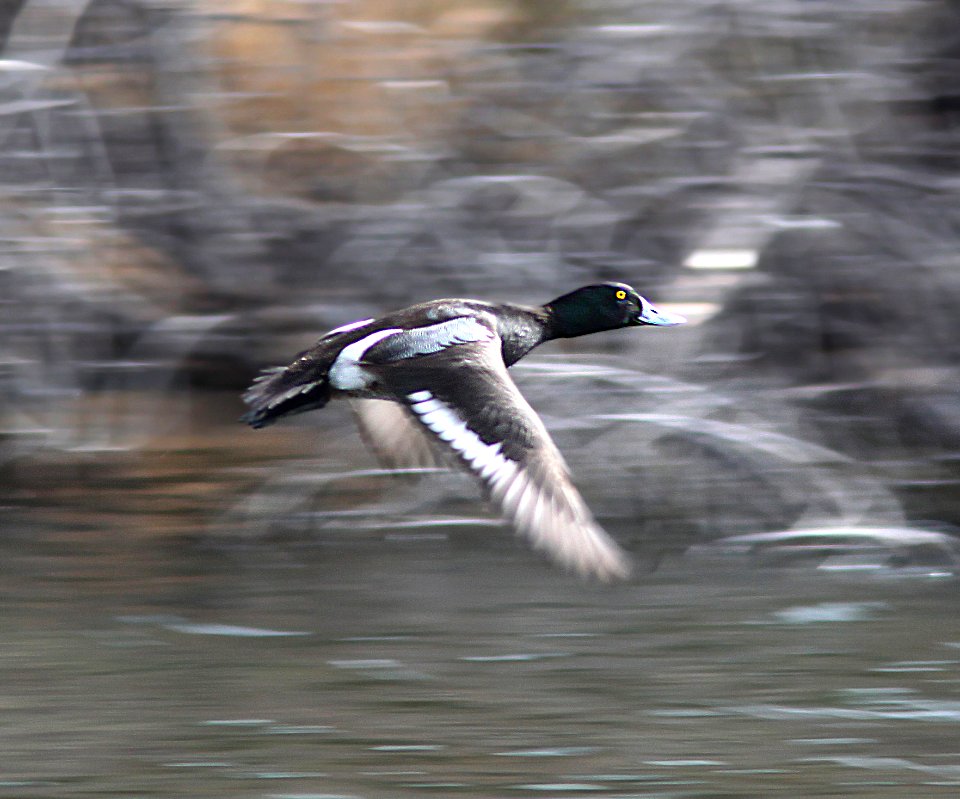 046 - LESSER SCAUP (3-7-11) pena blanca lake, scc, az  (4)