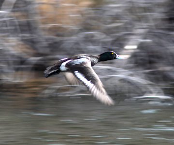 046 - LESSER SCAUP (3-7-11) pena blanca lake, scc, az  (4)