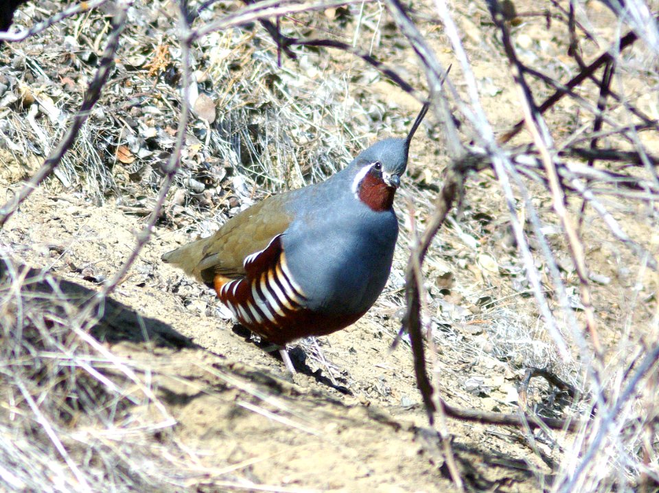067 - MOUNTAIN QUAIL (11-23-07) carrizo plain nat mon, sloco, ca (1)