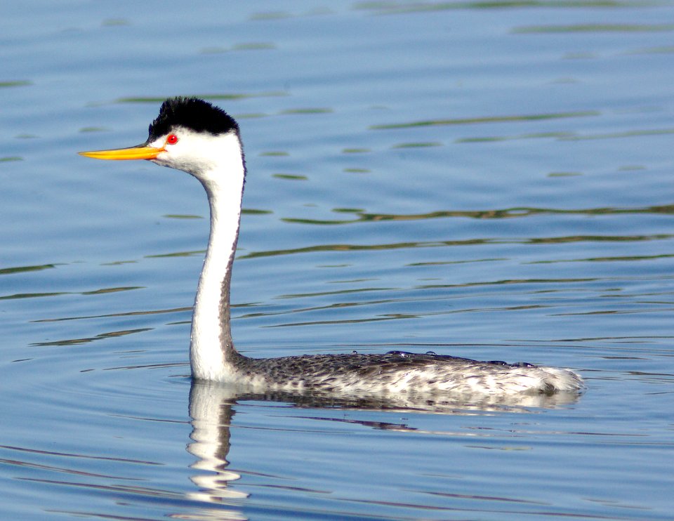 101 - CLARK'S GREBE (5-18-08) santa margarita lake, sloco, ca (3)