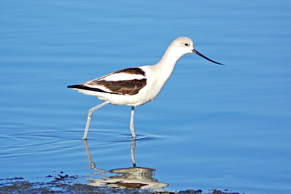 275 -  AMERICAN AVOCET (1-31-08)  morro bay, slo co, ca (1)