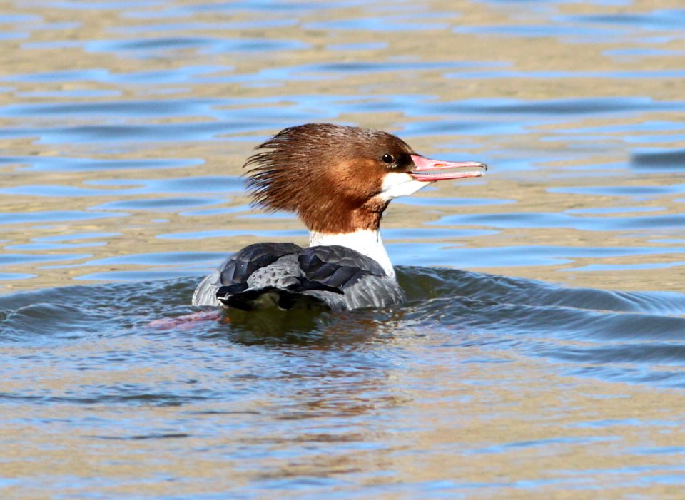 062 - COMMON MERGANSER (1-5-13) patagonia lake, scc, az  (3)