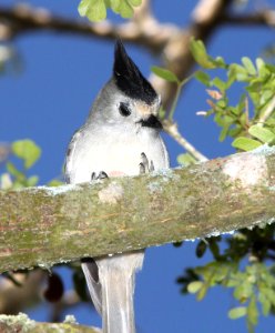 682 - BLACK-CRESTED TITMOUSE (3-5-12) sabal palm preserve, near brownsville, tx  (1)