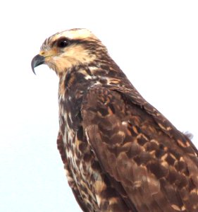209 - SNAIL KITE (2-27-13) imm, sarasota  co, fl  (3)
