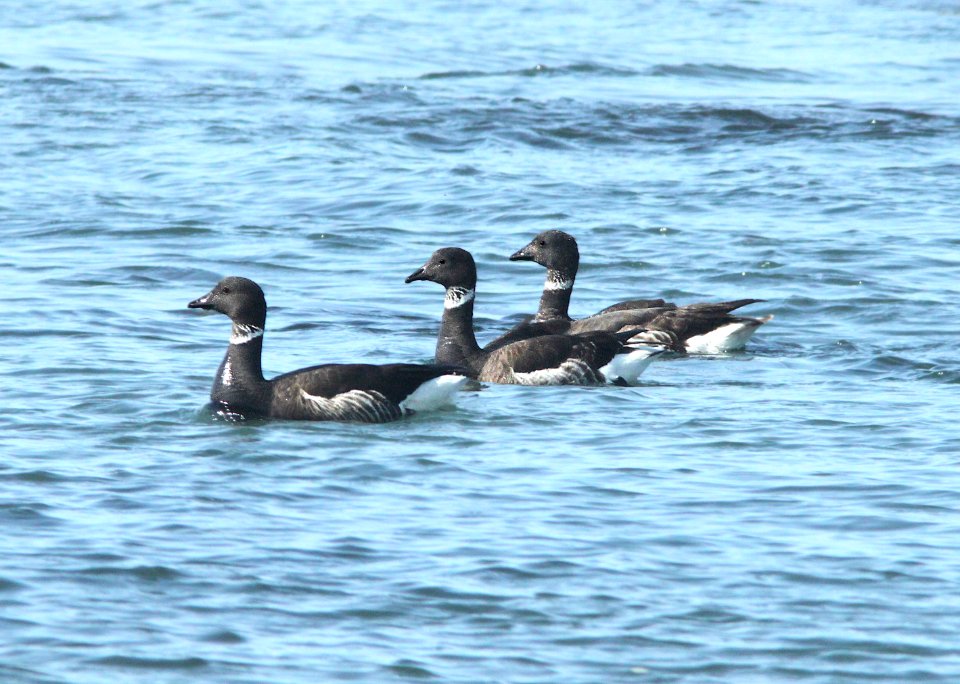 014 -BRANT (3-18-10) estero bluffs, slo co, ca