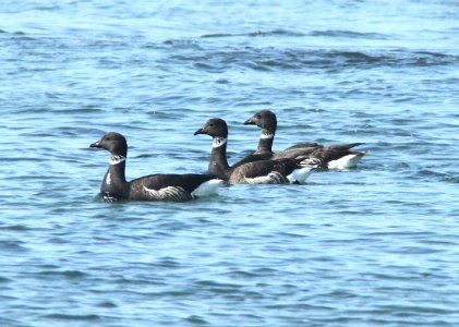 014 -BRANT (3-18-10) estero bluffs, slo co, ca