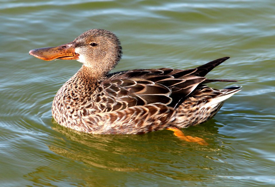 034 - NORTHERN SHOVELER (3-26-13) turnbull birding center, port aransas, nueces co, tx  (7)