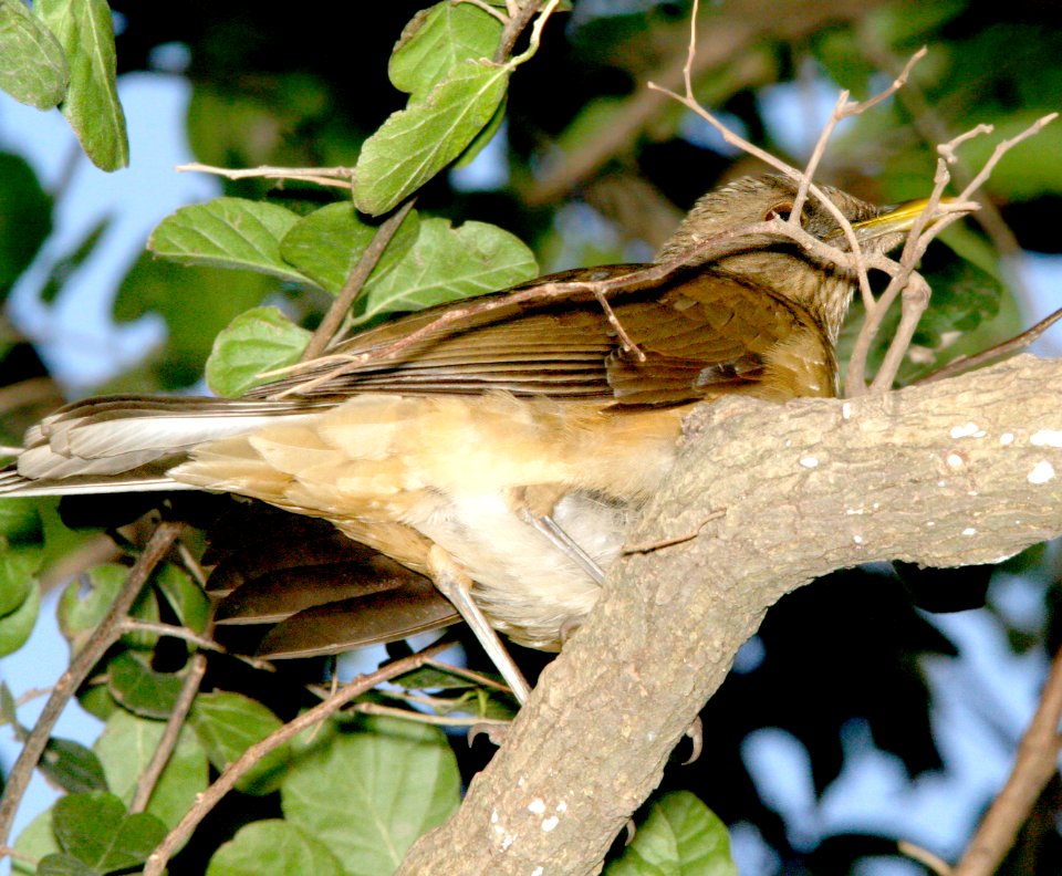 753 - CLAY-COLORED THRUSH  (1-13-09) quinta matlatlan, tx