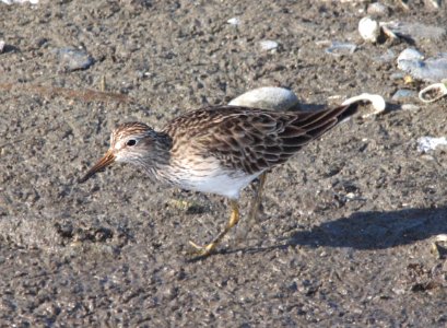 320 - PECTORAL SANDPIPER (4-19-12) convention center, south padre island, tx  (1)