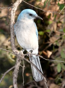 643 - MEXICAN JAY (4-26-13) sunshine flats cg, cave creek, cochise co, az  (4)