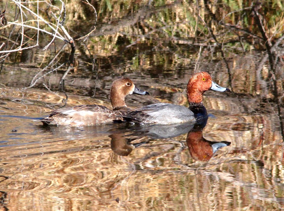 041 - REDHEAD (10-28-11) pena blanca lake, scc, az  (3)