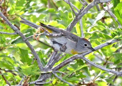812 - VIRGINIA'S WARBLER (6-12-13) north cyn trail, vallecito res, la plata co, co  (4)