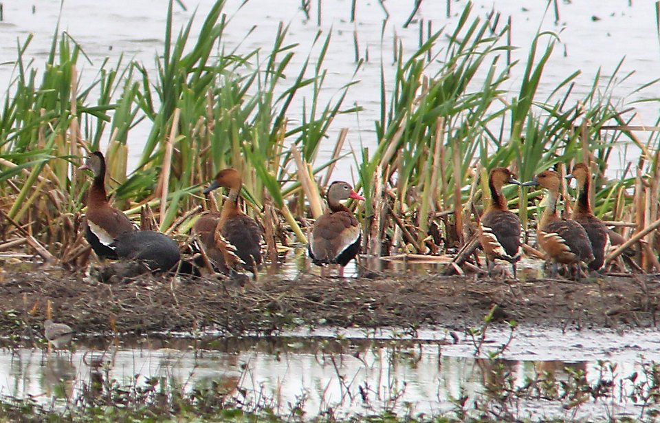 004 & 003 - FULVOUS & BLACK-BELLIED WHISTLING-DUCK (3-22-13) vermilion co, louisiana  (3)