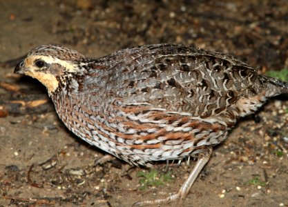 071 - NORTHERN BOBWHITE (3-10-12) falcon lake state park, tx  (5)